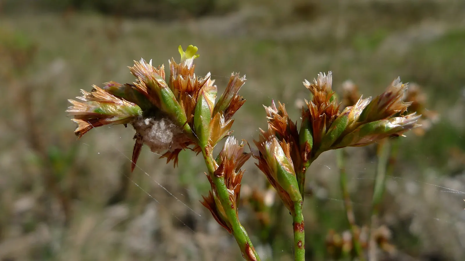 Sea Lavender (Limonium Perezii) — Native to the Canary Islands; commonly known as Sea Lavender, image 84