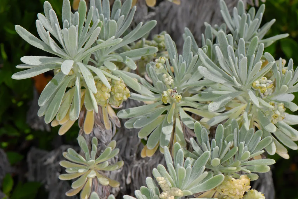 Sea Lavender (Limonium Perezii) — Regular watering is recommended until the plant is fully acclimated; its low maintenance and long-lasting blooms, image 135