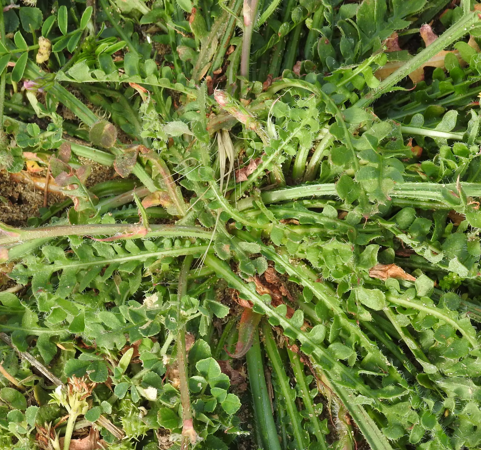 Sea Lavender (Limonium Perezii) — such as bees and butterflies; requiring at least 6 hours of direct light per day, image 131