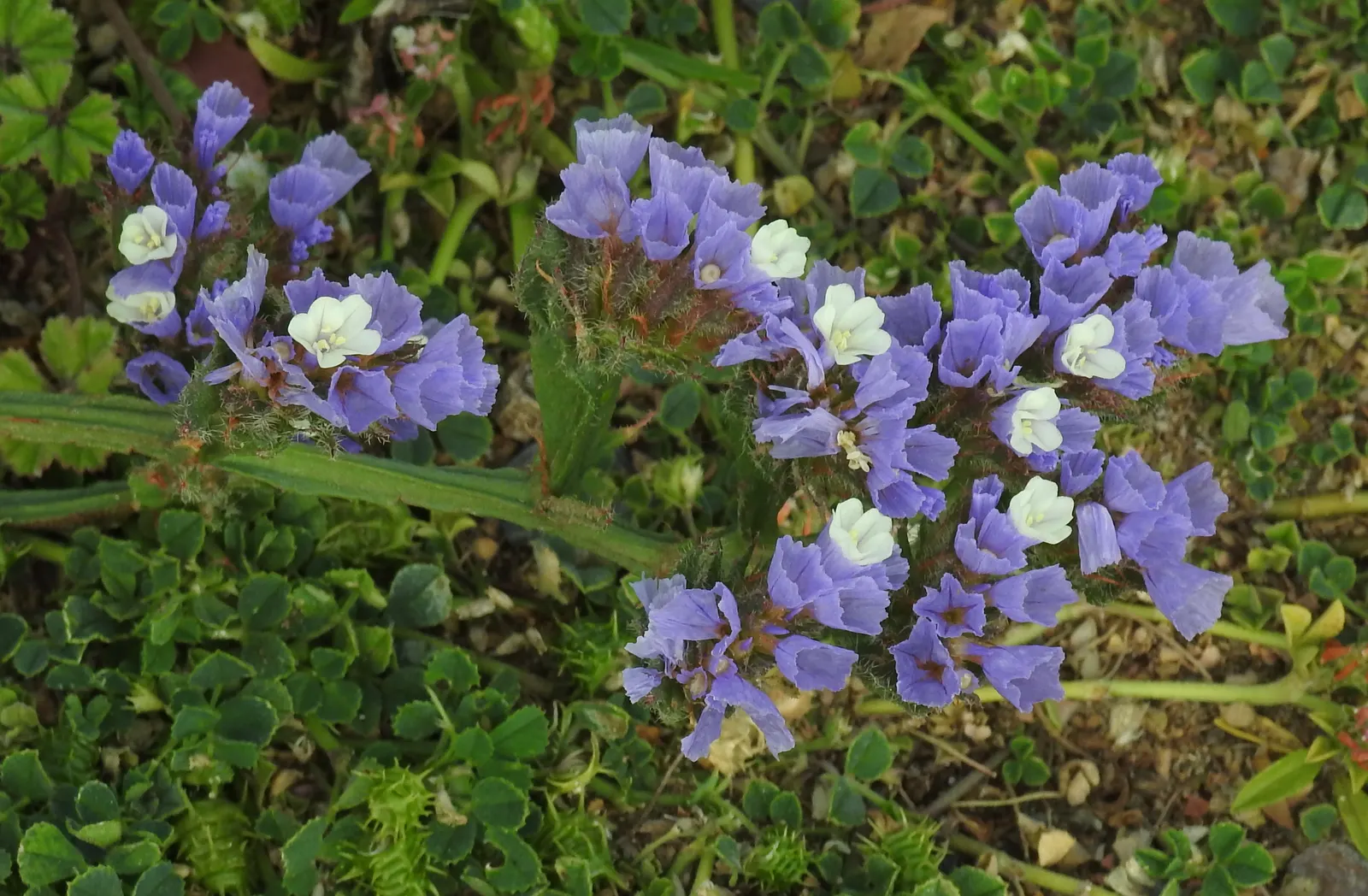 Sea Lavender (Limonium Perezii) — Sea Lavender thrives in USDA hardiness zones 8 through 11 and flourishes best when exposed to full sunlight; with, image 85