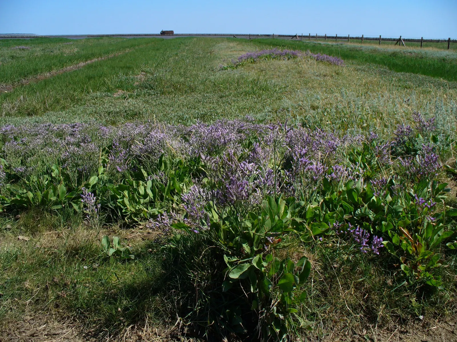 Sea Lavender (Limonium Perezii) — Limonium perezii requires well-draining soil; after which minimal maintenance is necessary, image 97