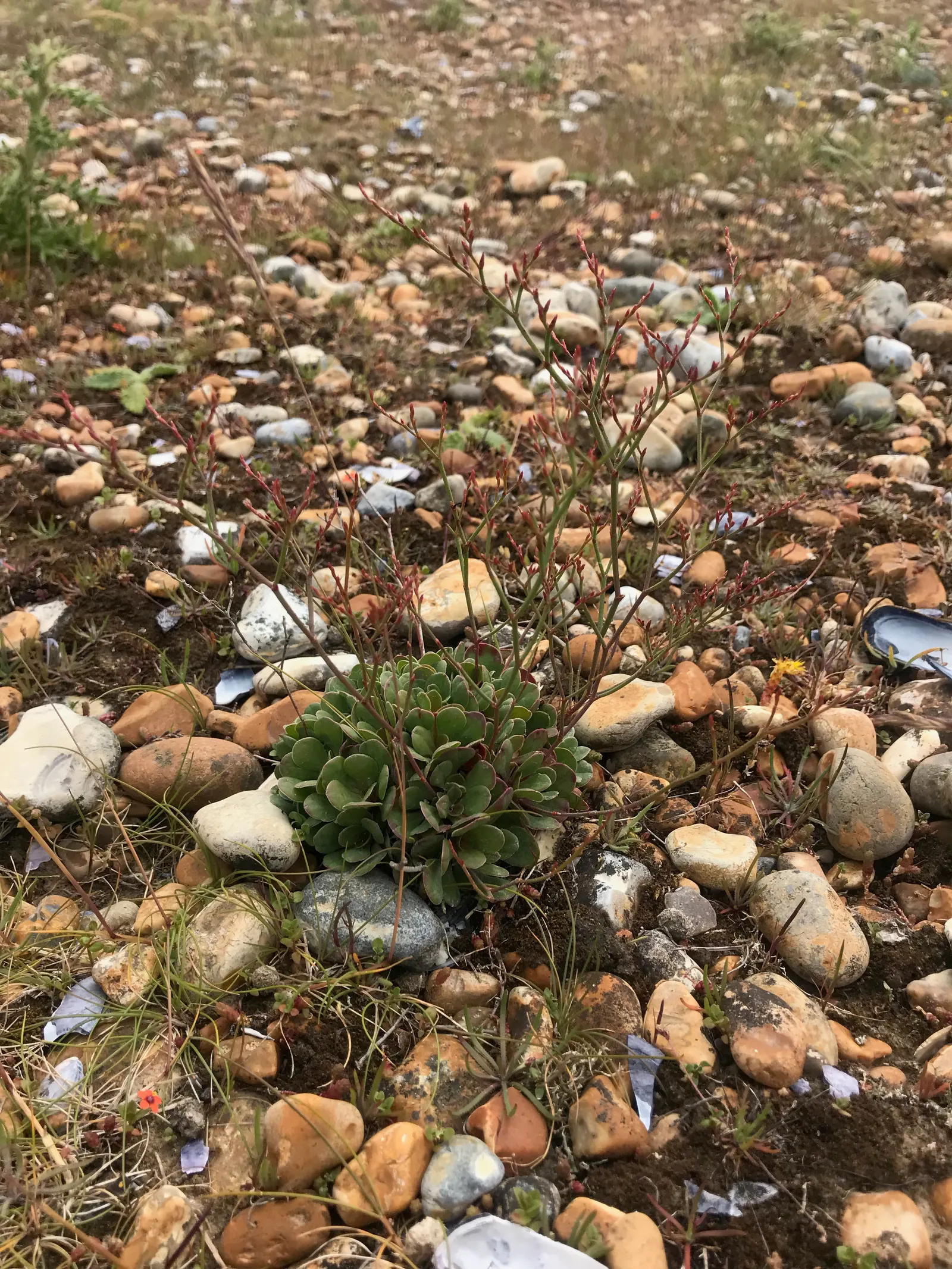 Sea Lavender (Limonium Perezii) — whether as edge plantings; regular watering is recommended until the plant is fully acclimated, image 138