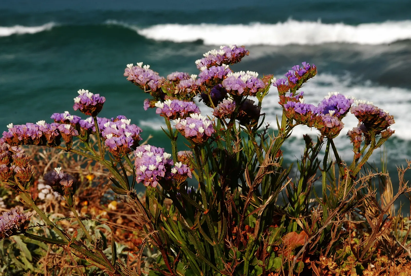Sea Lavender (Limonium Perezii) — this plant reaches a modest height of about 18 to 24 inches