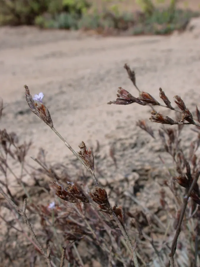 Sea Lavender (Limonium Perezii) — is a robust perennial showcasing clusters of purple flowers atop 18-inch tall stems