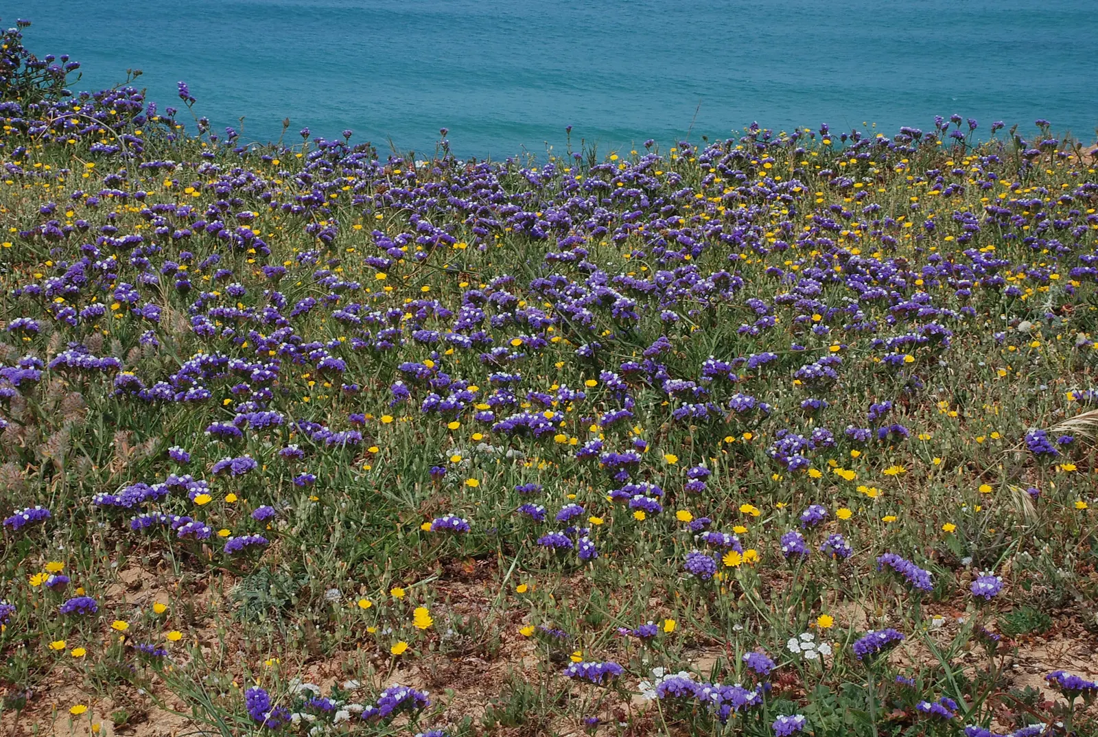 Sea Lavender (Limonium Perezii) — requiring at least 6 hours of direct light per day