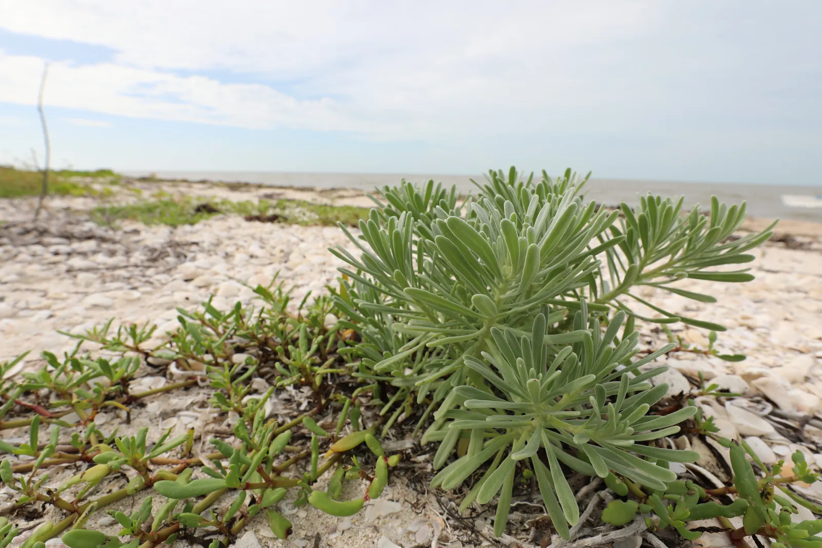 Sea Lavender (Limonium Perezii) — It's a splendid choice for gardeners seeking long-lasting, low-maintenance beauty.<br><br>(Word count: 210), image 105