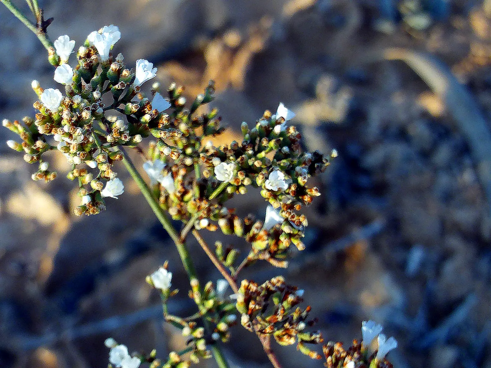 Sea Lavender (Limonium Perezii) — Limonium perezii requires well-draining soil