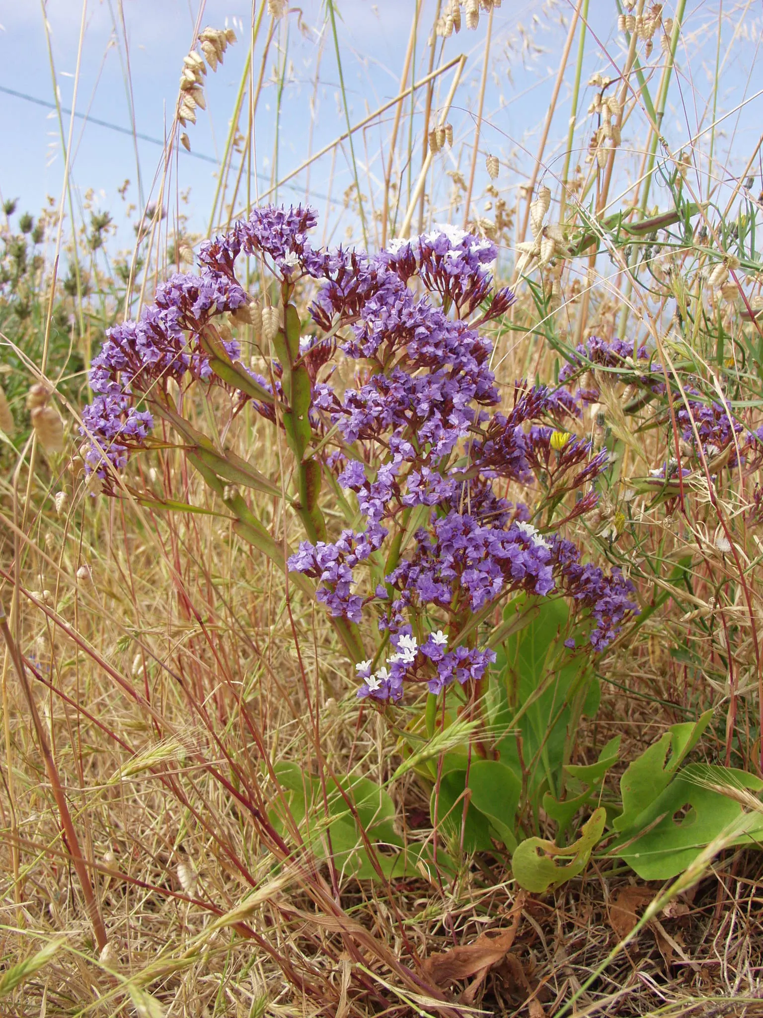 Sea Lavender (Limonium Perezii) — and can withstand drought conditions once established; perennial / shrub with purple blooms, image 98