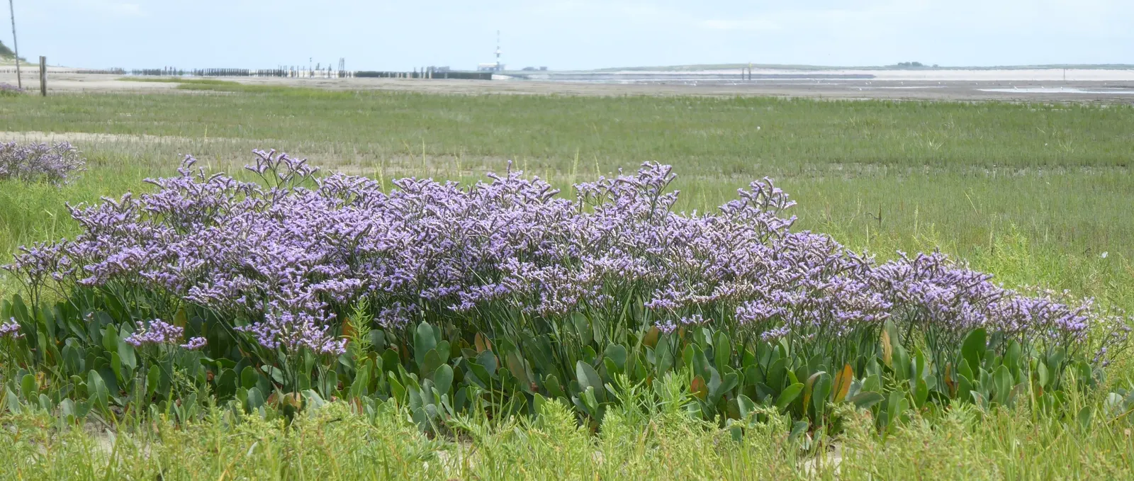 Sea Lavender (Limonium Perezii) — perennial / shrub for full or half; it's a splendid choice for gardeners seeking long-lasting, low-maintenance, image 144
