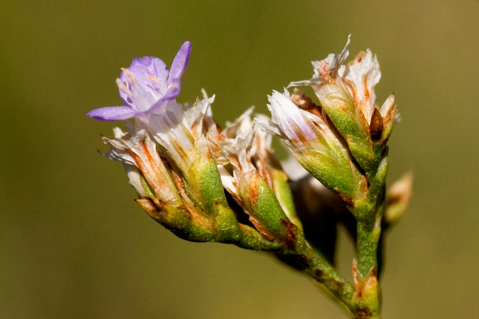 Sea Lavender (Limonium Perezii) — make it perfect for cut flower arrangements and border plantings; is a robust and versatile perennial, image 151