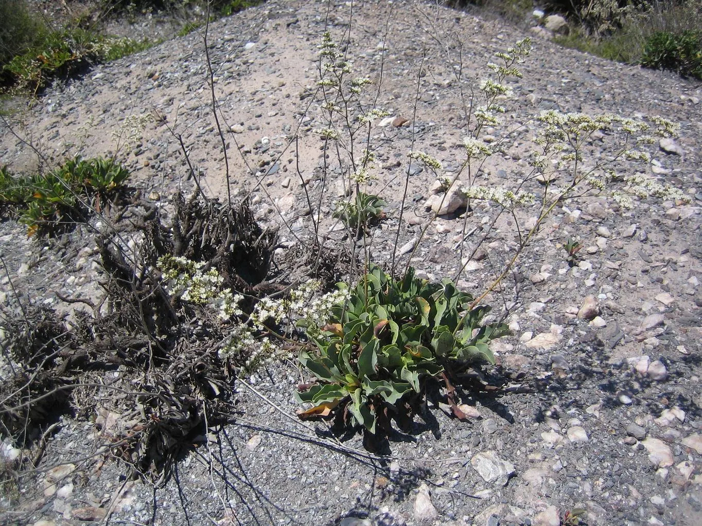 Sea Lavender (Limonium Perezii) — Regular watering is recommended until the plant is fully acclimated