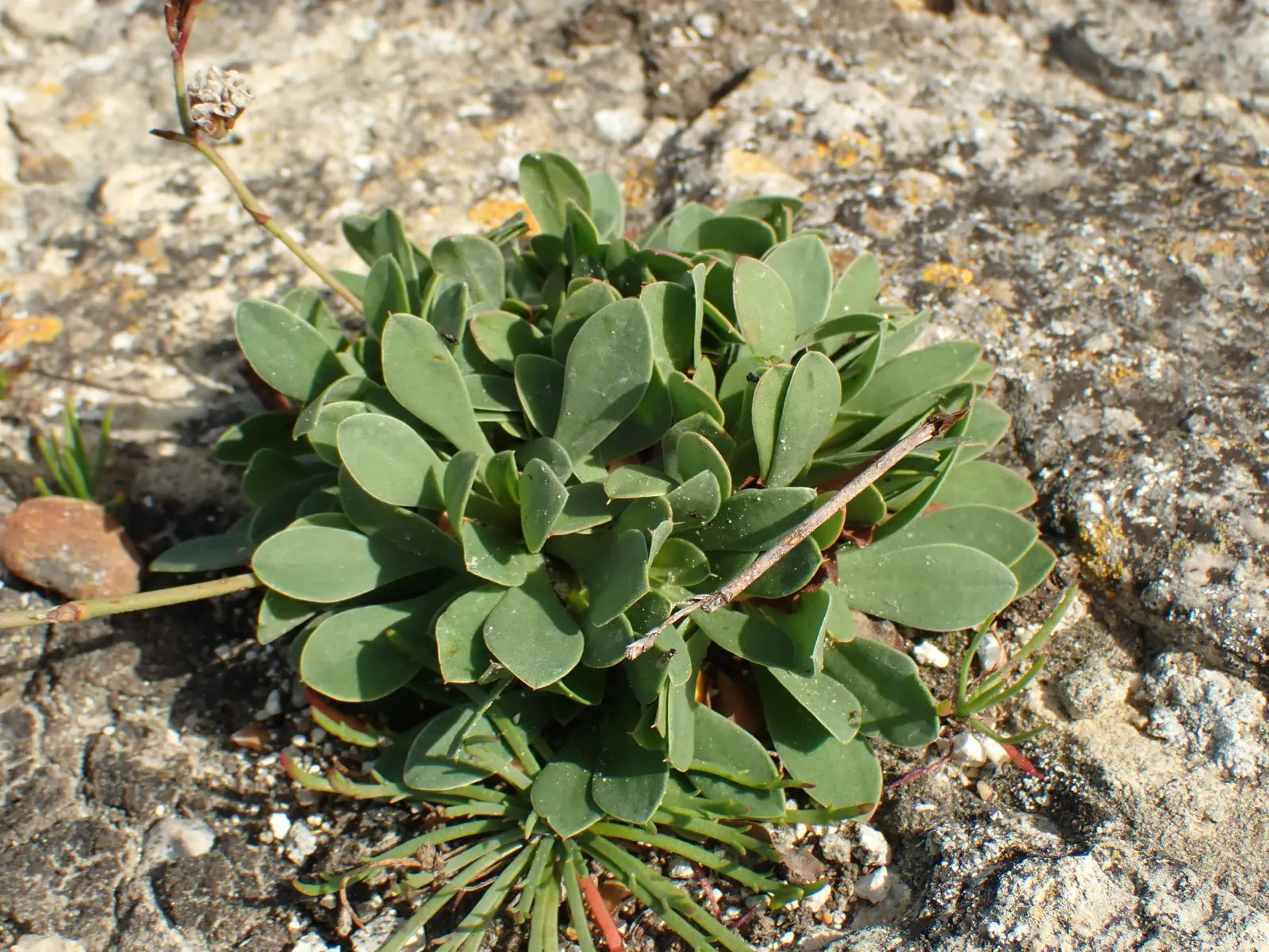 Sea Lavender (Limonium Perezii) — perennial / shrub with purple blooms; and can withstand drought conditions once established, image 107