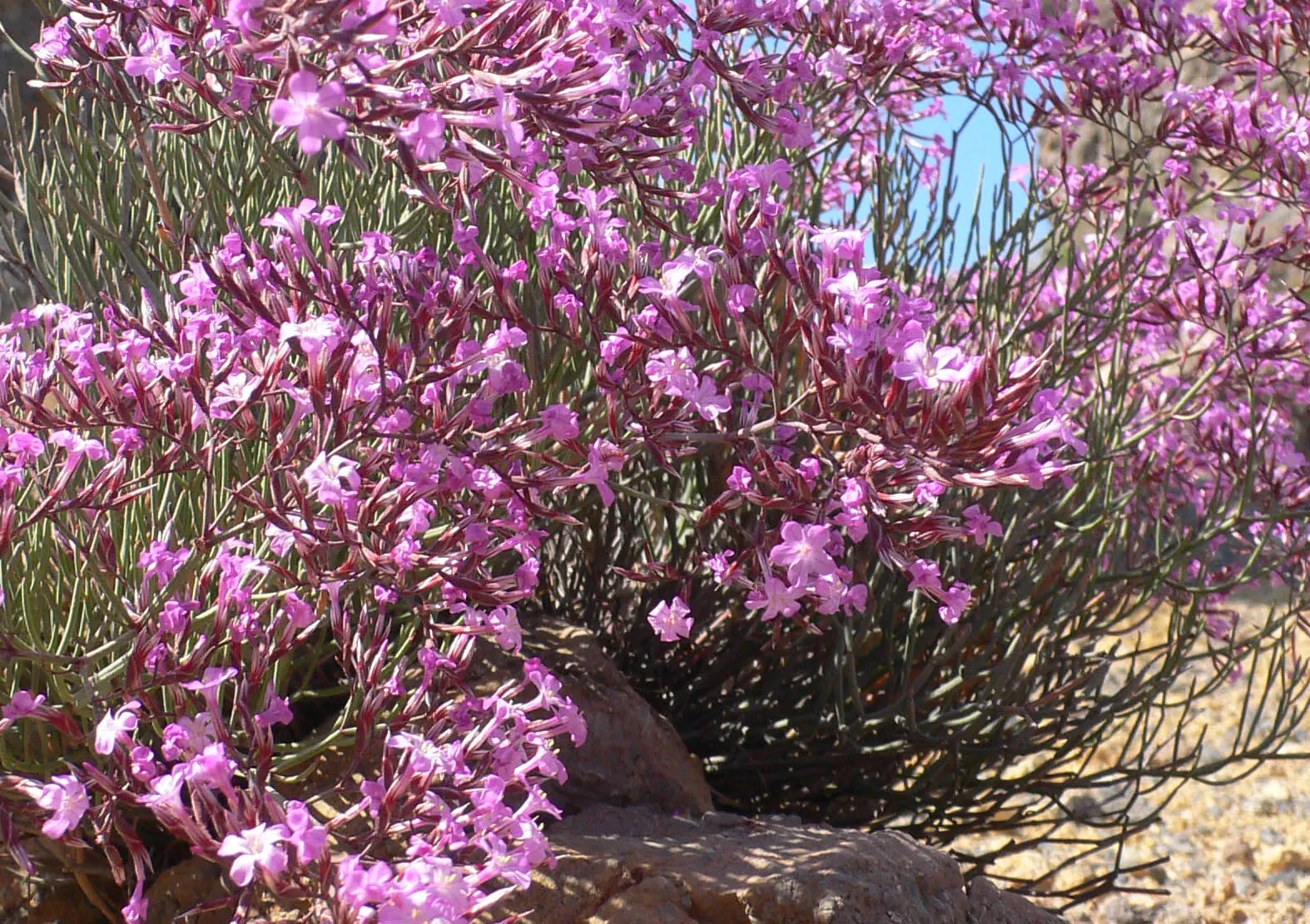 Sea Lavender (Limonium Perezii) — is a robust and versatile perennial; or as part of a drought-tolerant scheme, image 154