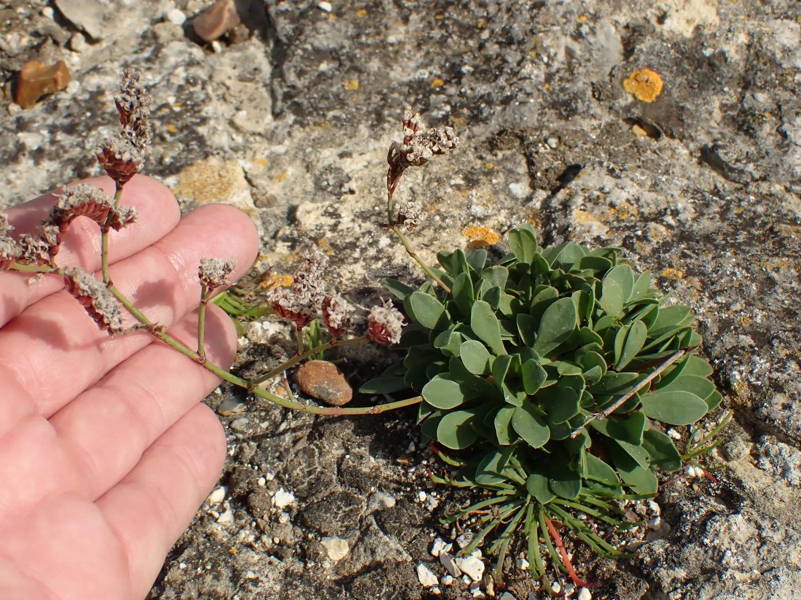 Sea Lavender (Limonium Perezii) — commonly known as Sea Lavender; enhancing the biodiversity of the landscape.<br><br>Adapted to arid environments, image 117