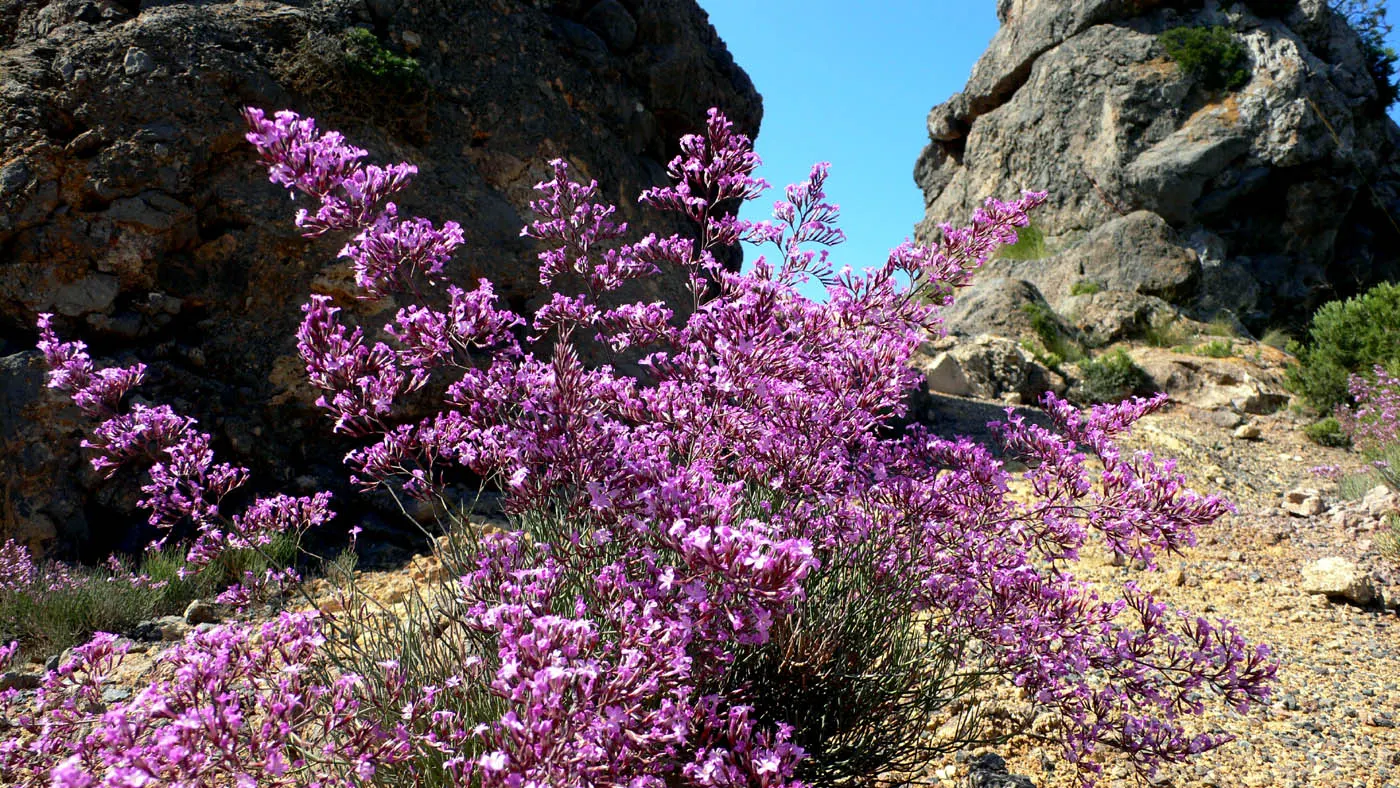 Sea Lavender (Limonium Perezii) — Thriving in USDA zones 9-11, it requires full sun and well-drained soil; limonium perezii requires well-draining soil