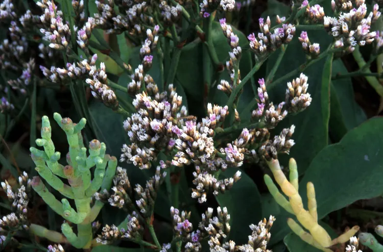 Sea Lavender (Limonium Perezii) — make it perfect for cut flower arrangements and border plantings; is a robust and versatile perennial, image 115