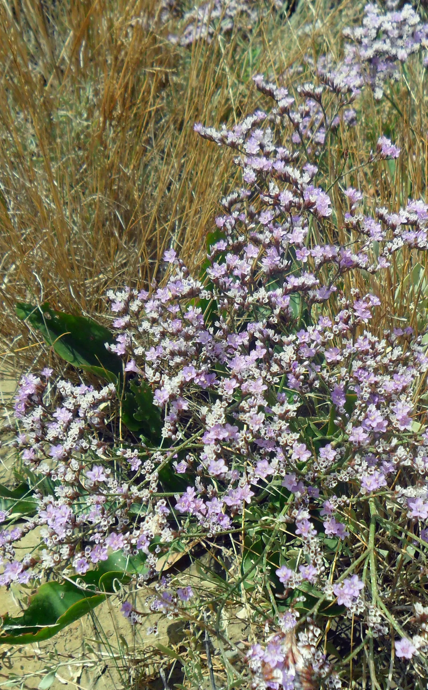 Sea Lavender (Limonium Perezii) — Title: Limonium perezii (Sea Lavender)<br><br>Description:<br><br>Limonium perezii; providing a compact yet full, image 80