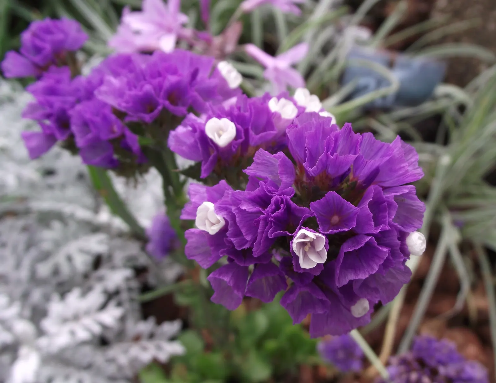 Sea Lavender (Limonium Perezii) — after which minimal maintenance is necessary; sea Lavender thrives in USDA hardiness zones 8 through 11 and, image 136