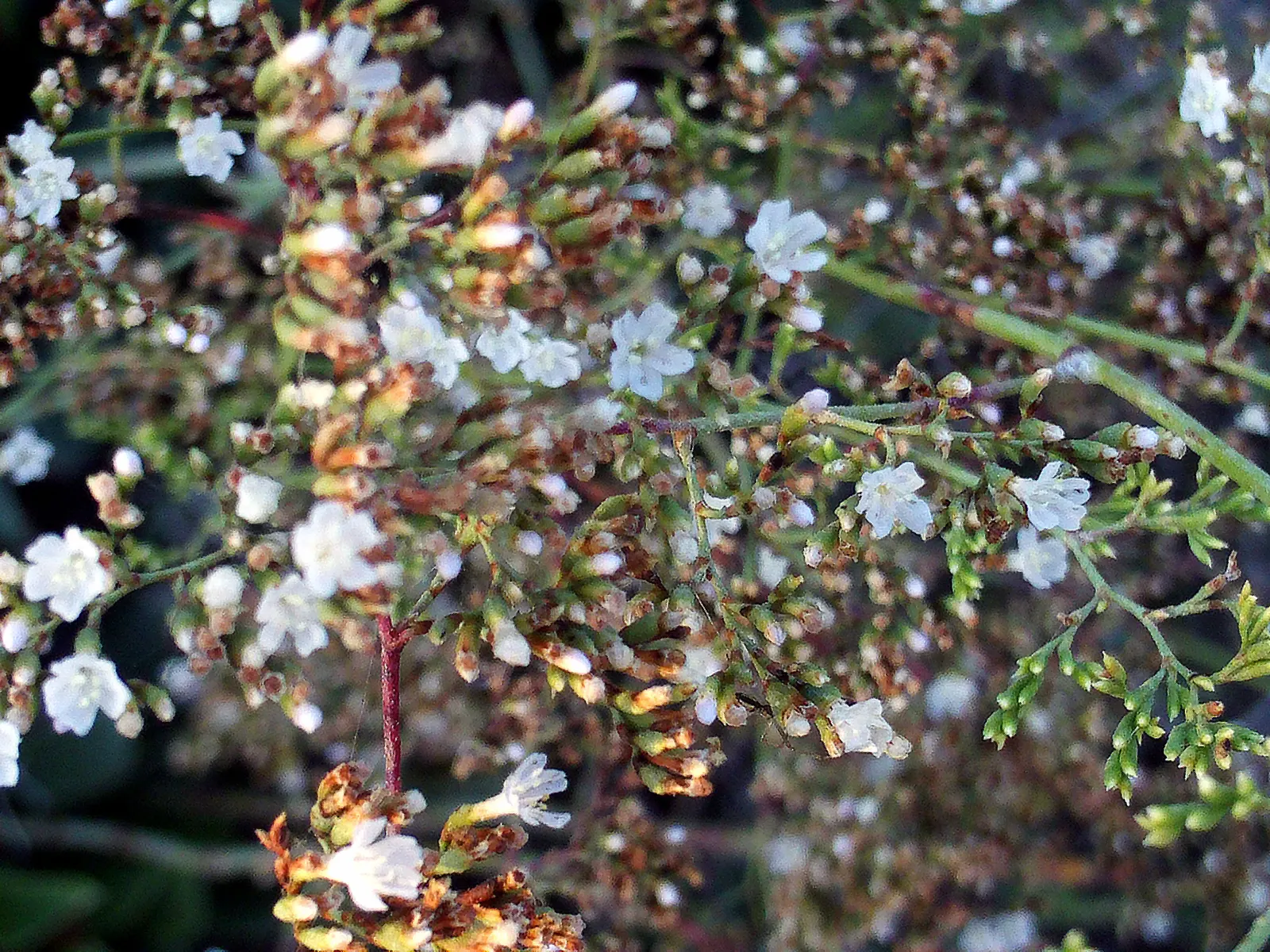 Sea Lavender (Limonium Perezii) — Each stem is crowned by clusters of tiny violet to purple flowers; one notable benefit is its resistance to both, image 92