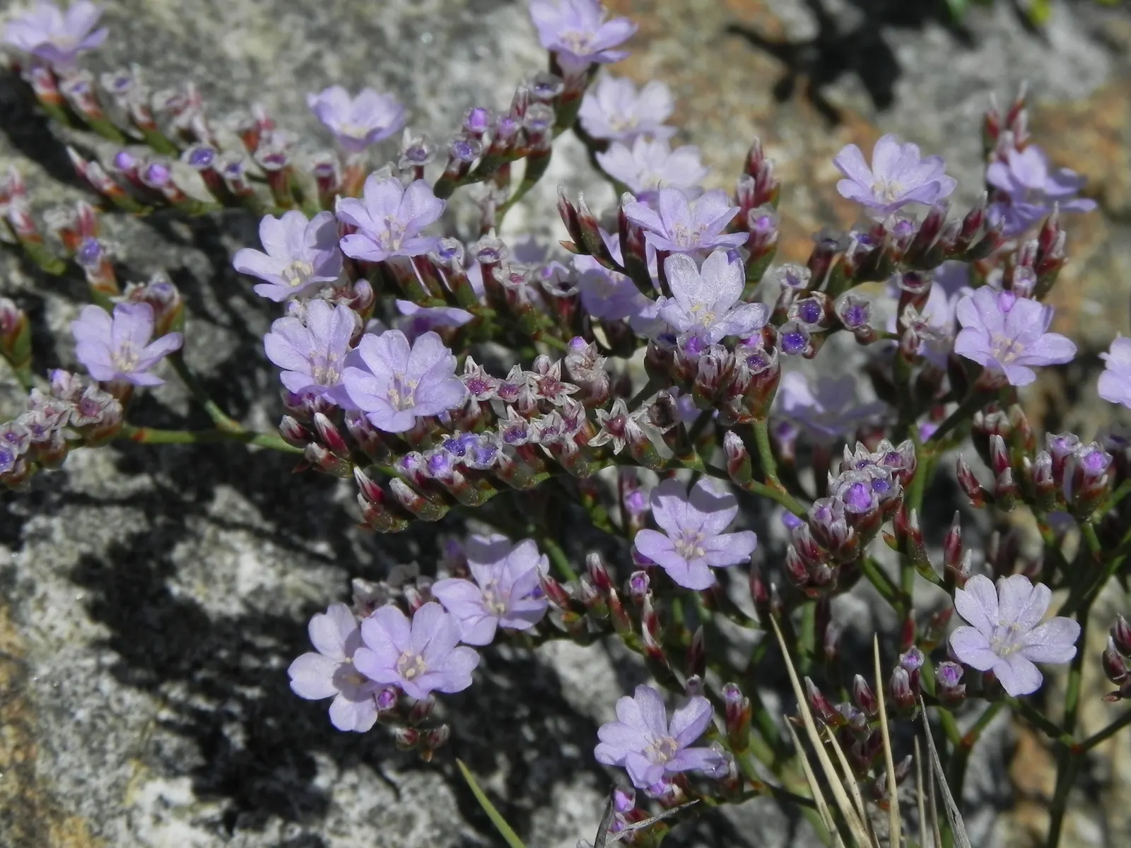 Sea Lavender (Limonium Perezii) — this plant reaches a modest height of about 18 to 24 inches; whether as edge plantings