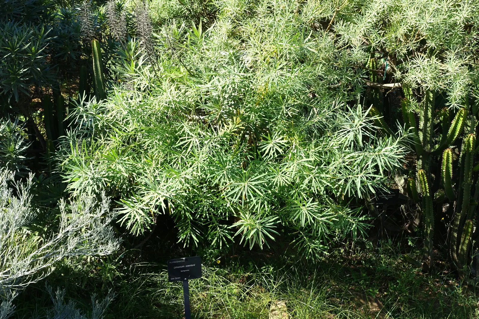 Sea Lavender (Limonium Perezii) — Title: Limonium perezii (Sea Lavender)<br><br>Description:<br><br>Limonium perezii