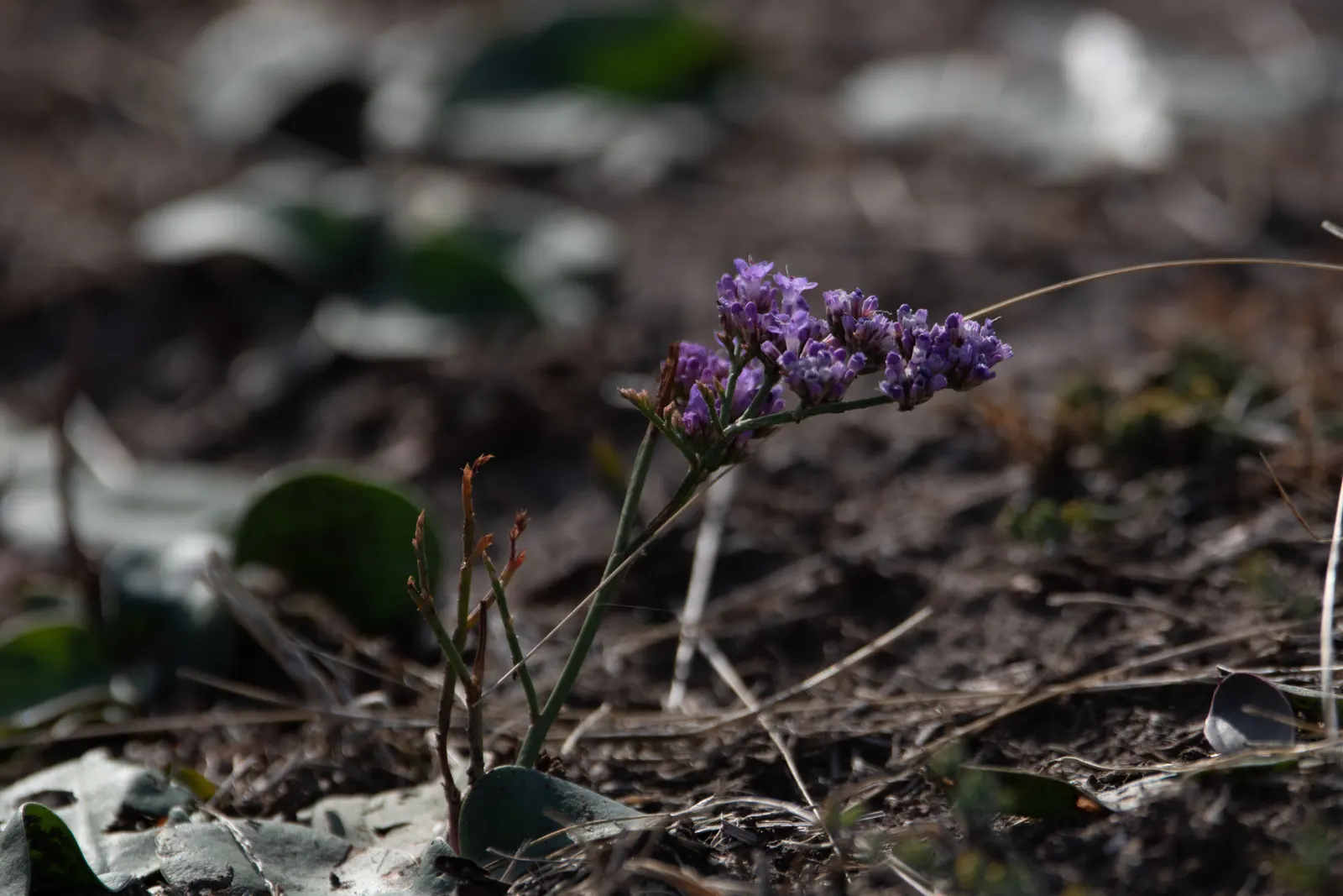 Sea Lavender (Limonium Perezii) — Tolerant of salt and drought, it's ideal for coastal landscapes; ensures a burst of color with minimal upkeep, image 77