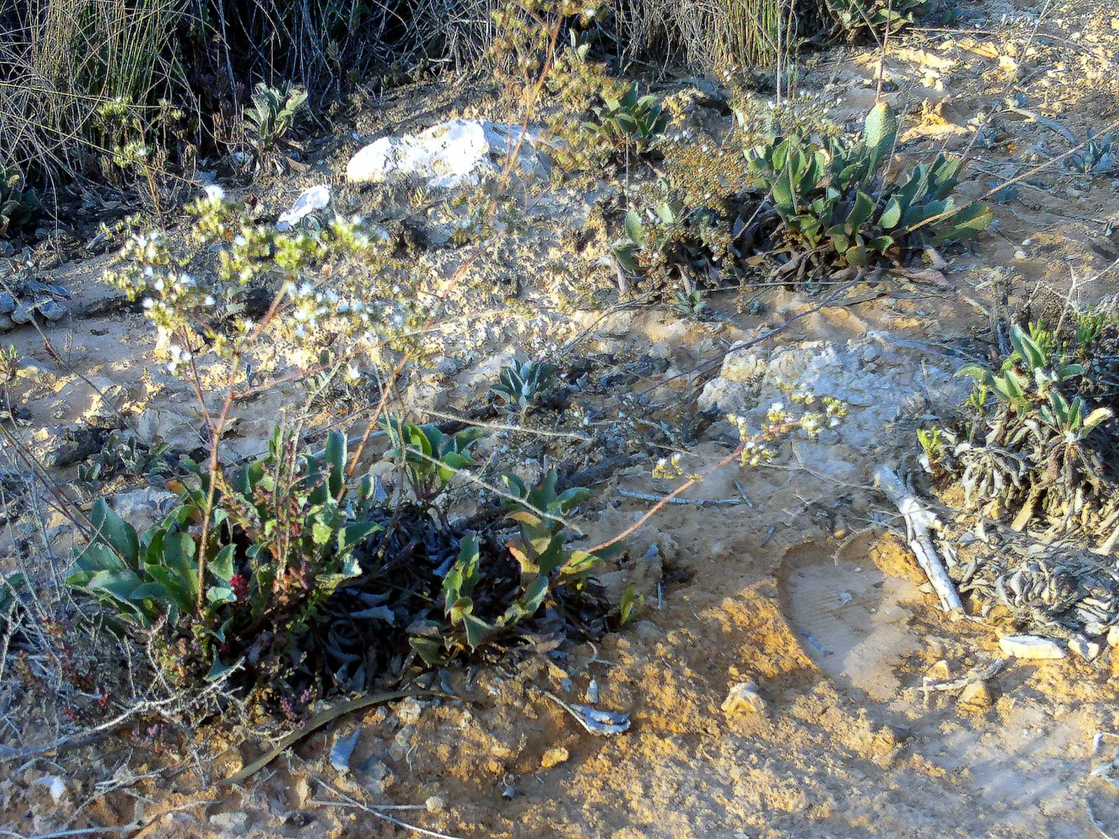 Sea Lavender (Limonium Perezii) — with a spread of 2-3 feet; prized for its striking blooms and resilience in coastal conditions, image 110