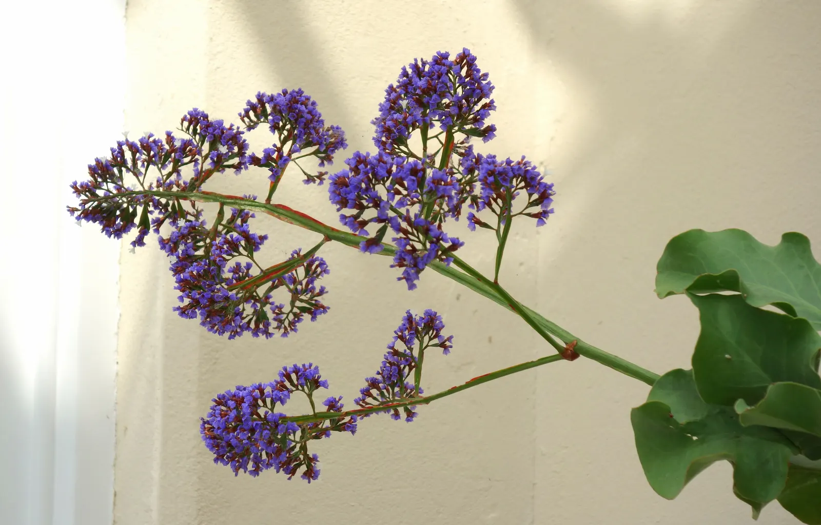Sea Lavender (Limonium Perezii) — These vibrant panicles add a pop of color to any design and attract a variety of pollinators