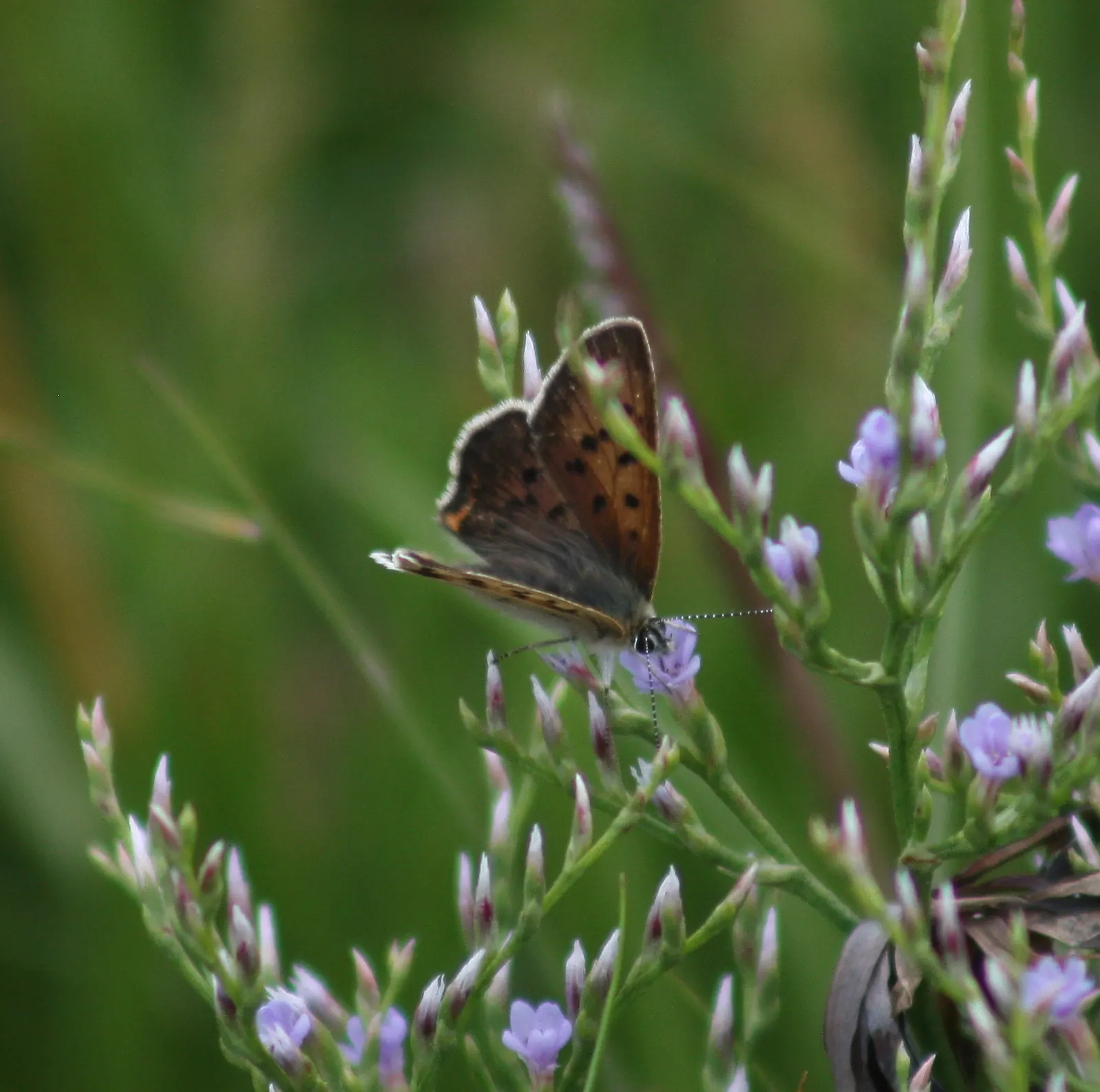 Sea Lavender (Limonium Perezii) — is a robust and versatile perennial; or as part of a drought-tolerant scheme, image 118