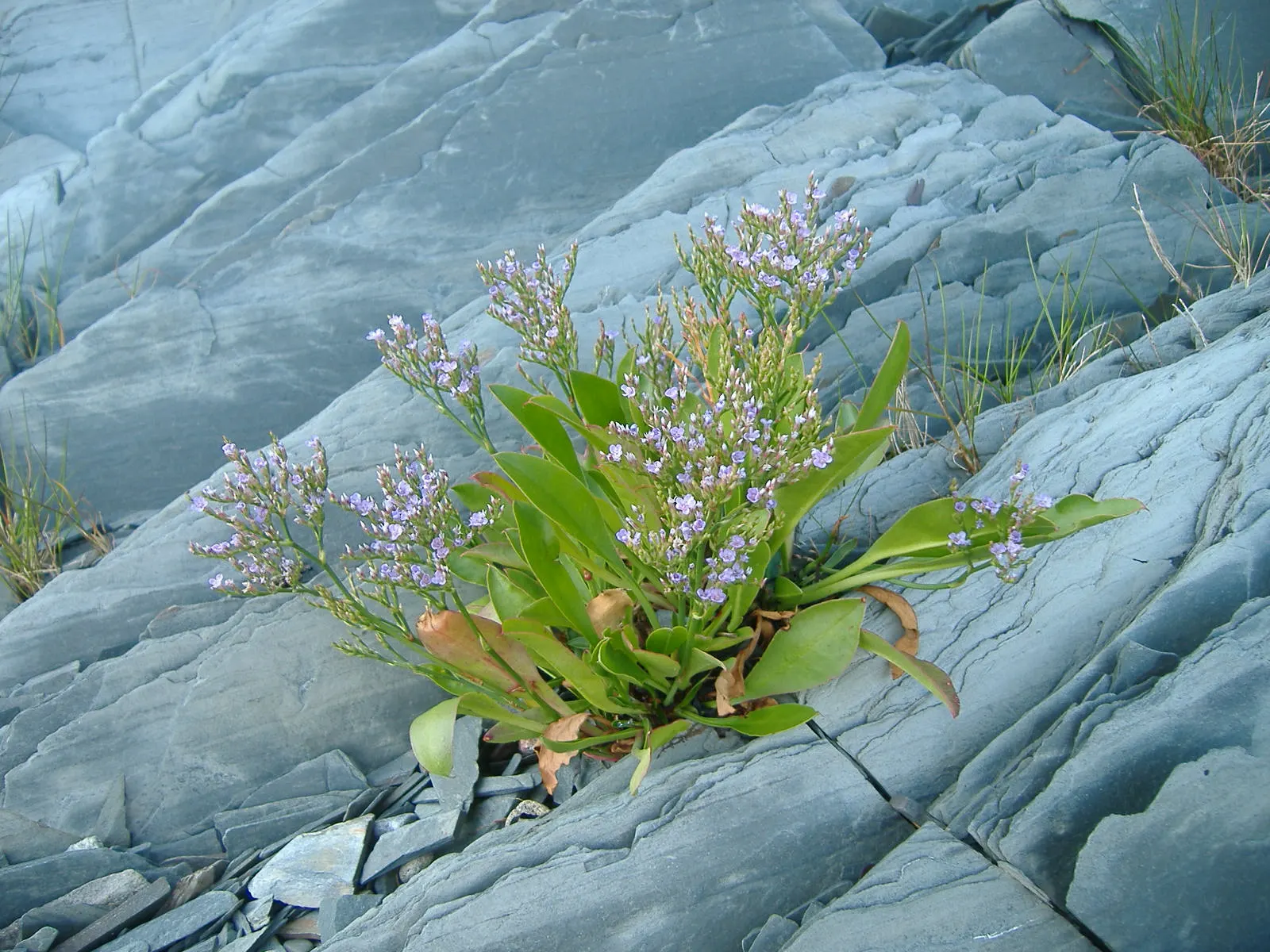 Sea Lavender (Limonium Perezii) — Regular watering is recommended until the plant is fully acclimated; its low maintenance and long-lasting blooms