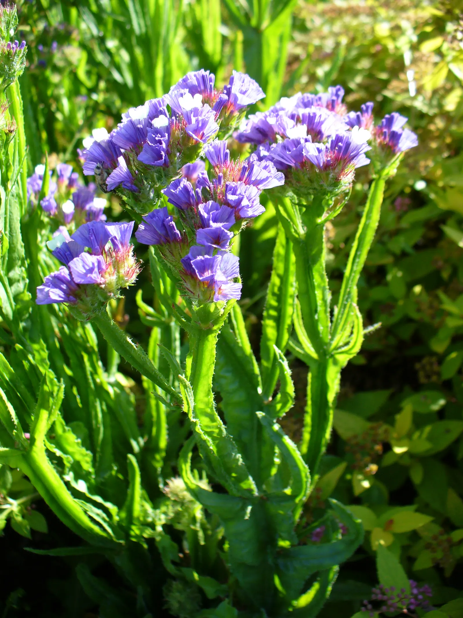 Sea Lavender (Limonium Perezii) — after which minimal maintenance is necessary; sea Lavender thrives in USDA hardiness zones 8 through 11 and, image 100