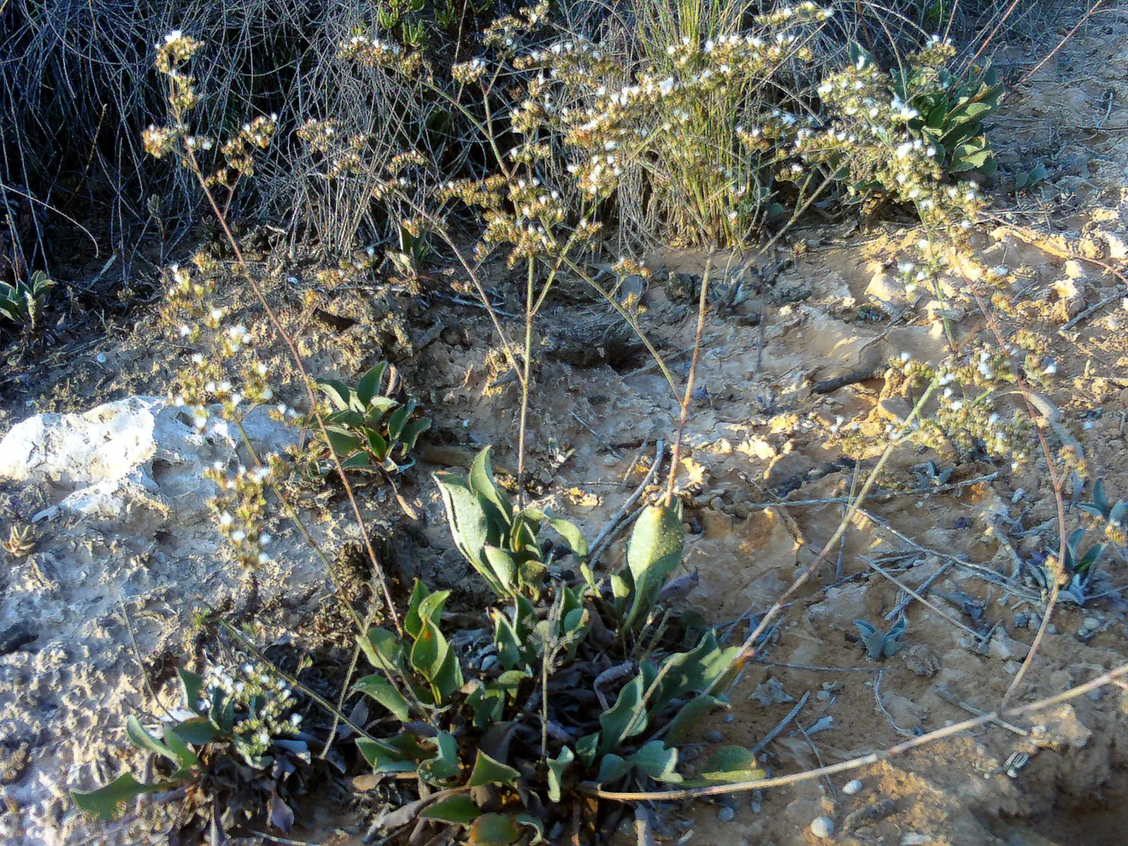 Sea Lavender (Limonium Perezii) — perennial / shrub with purple blooms; and can withstand drought conditions once established, image 143
