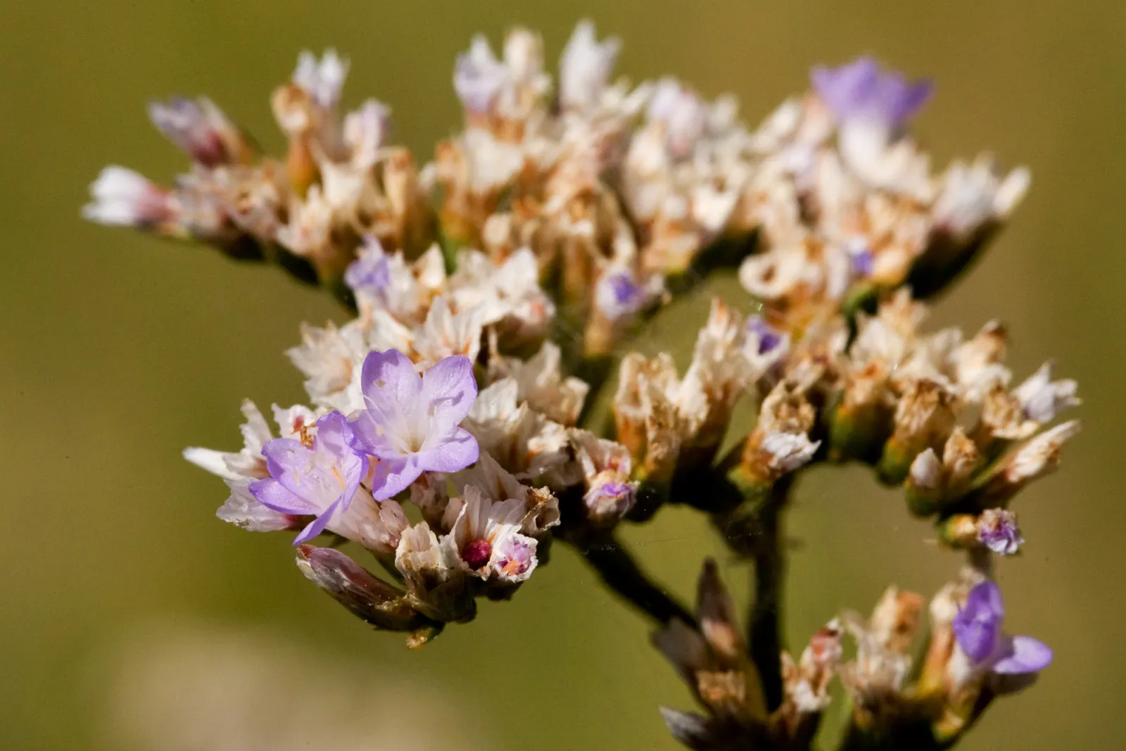 Sea Lavender (Limonium Perezii) — and can withstand drought conditions once established