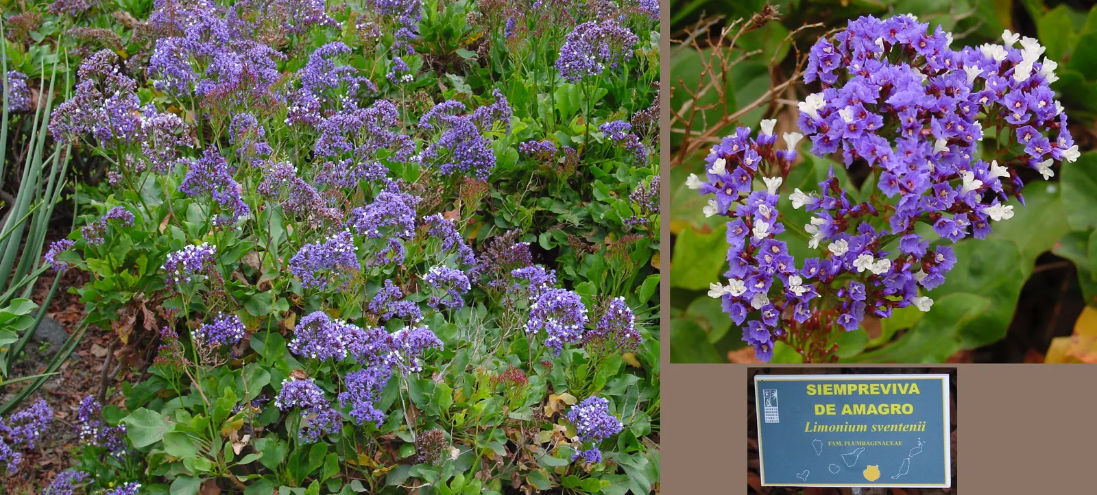 Sea Lavender (Limonium Perezii) — commonly known as Sea Lavender