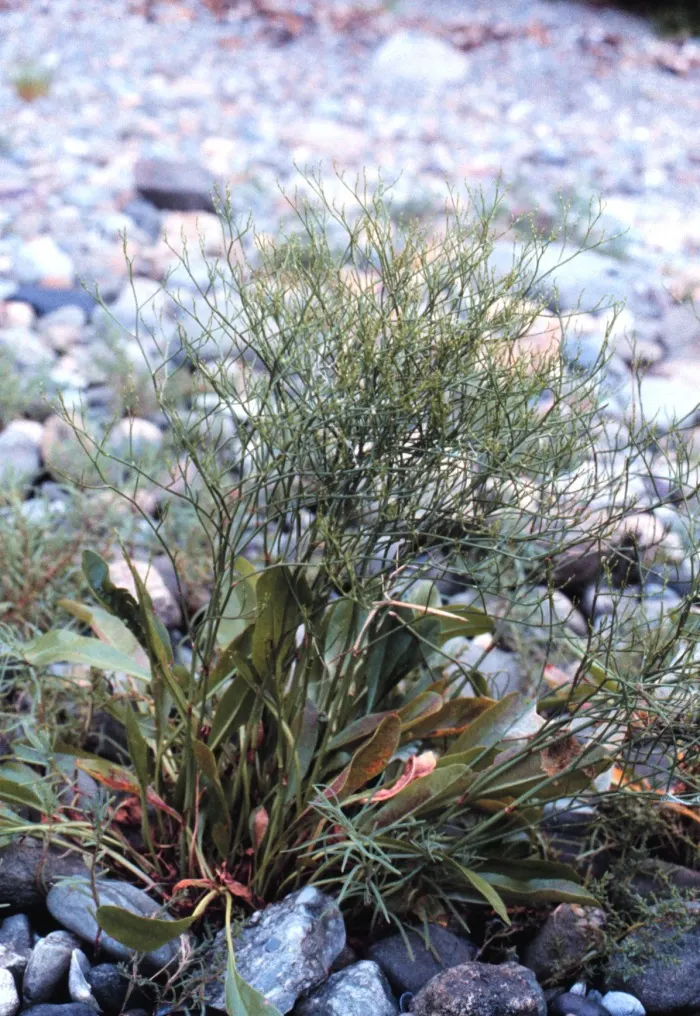 Sea Lavender (Limonium Perezii) — It's a splendid choice for gardeners seeking long-lasting, low-maintenance beauty.<br><br>(Word count: 210); native to the