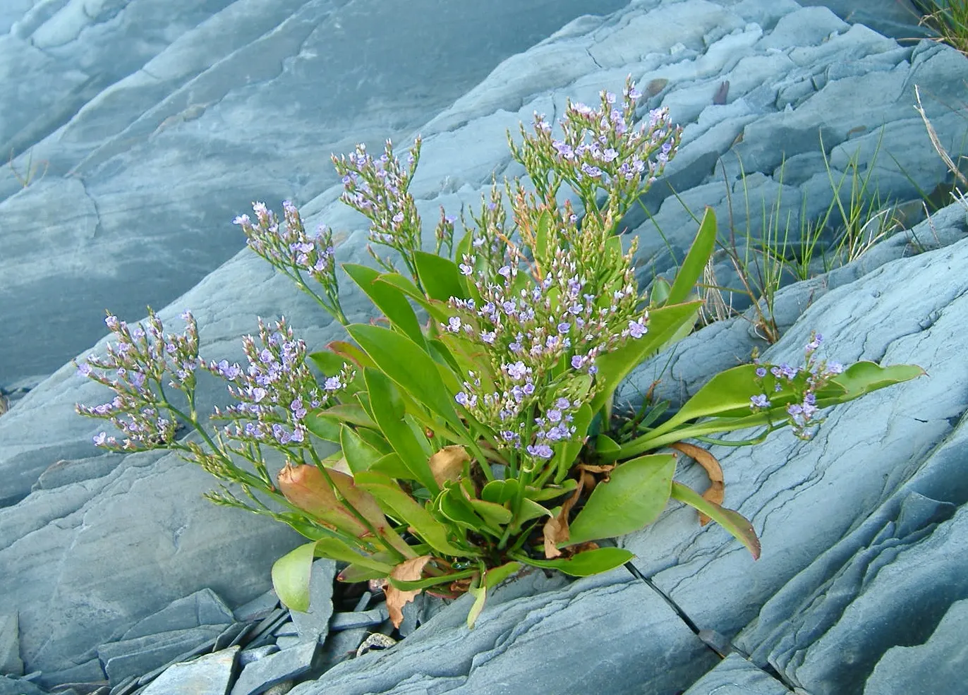 Sea Lavender (Limonium Perezii) — with blooms most prolific from mid-summer to early fall; perennial / shrub for full or half, image 129