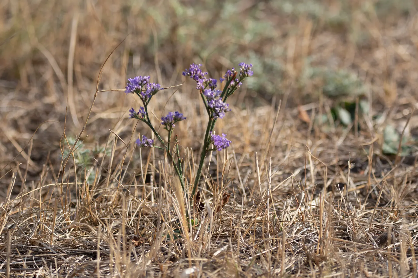 Sea Lavender (Limonium Perezii) — requiring at least 6 hours of direct light per day; such as bees and butterflies