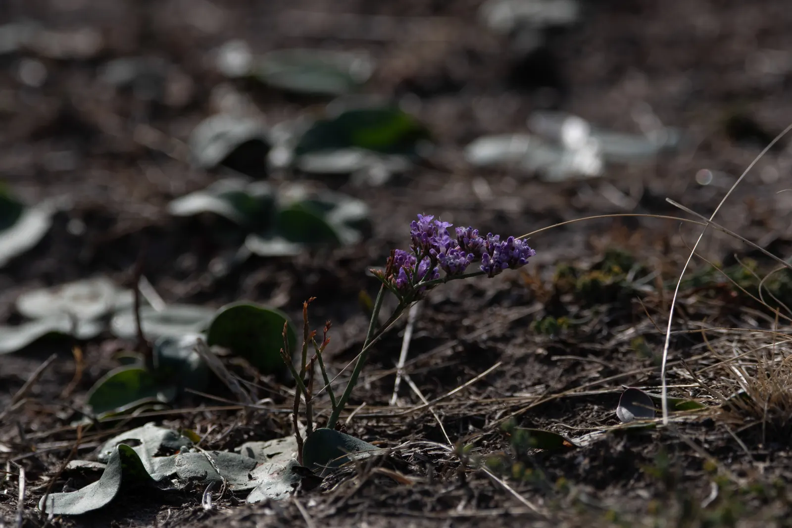 Sea Lavender (Limonium Perezii) — whether as edge plantings; regular watering is recommended until the plant is fully acclimated, image 102