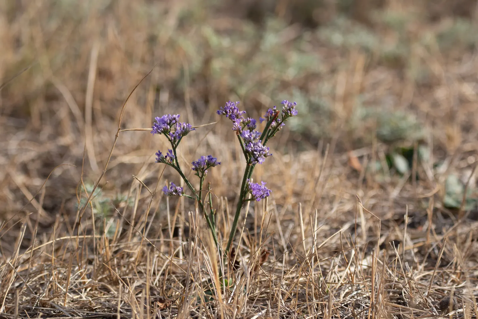 Sea Lavender (Limonium Perezii) — make it perfect for cut flower arrangements and border plantings; is a robust and versatile perennial, image 79