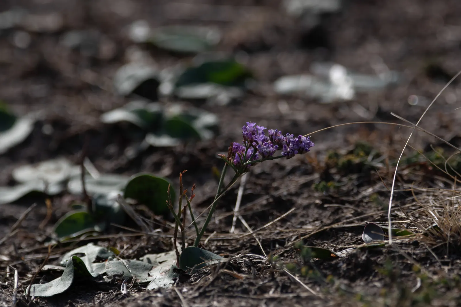 Sea Lavender (Limonium Perezii) — Its low maintenance and long-lasting blooms; its evergreen foliage provides year-round interest, image 78