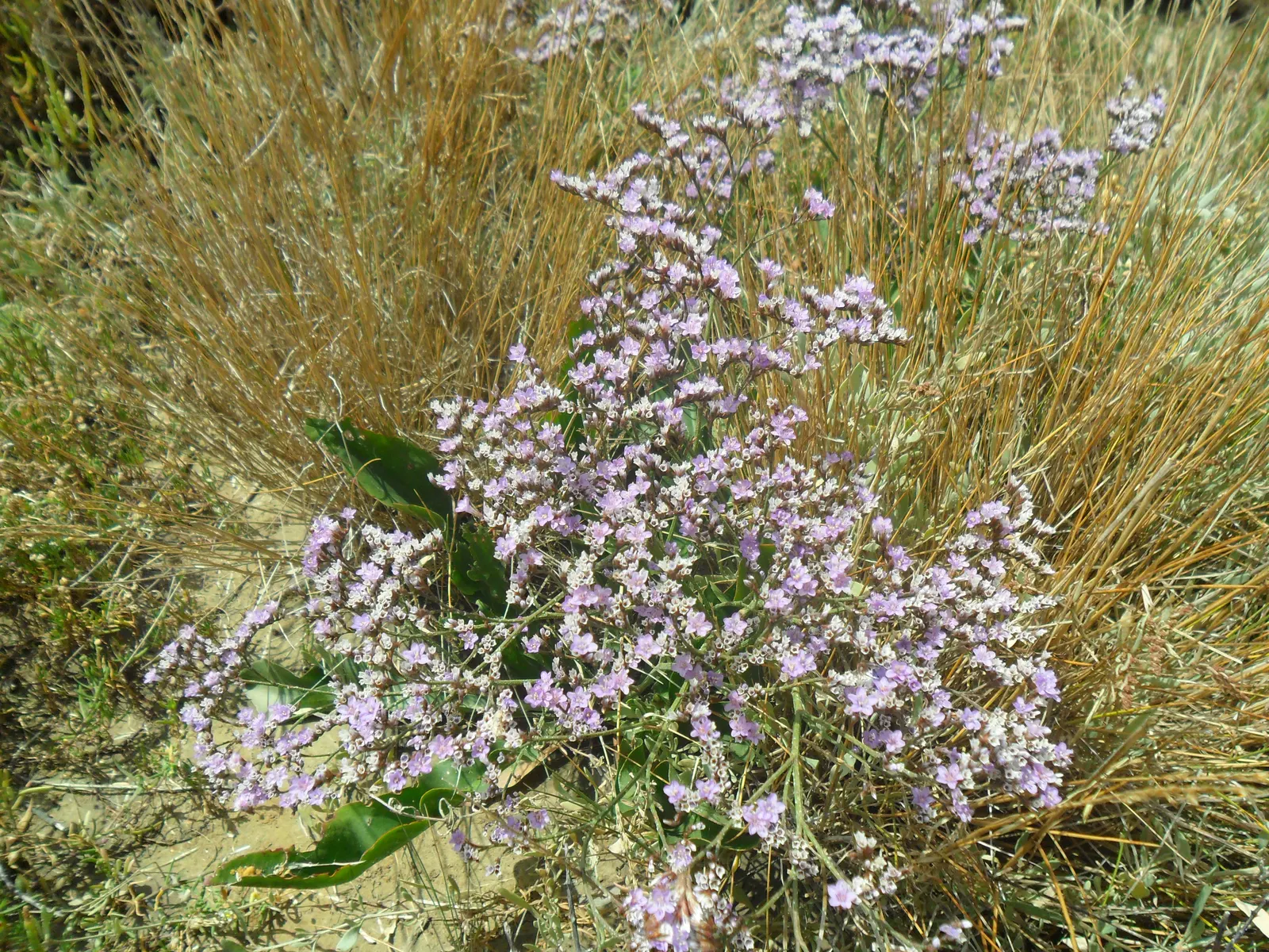 Sea Lavender (Limonium Perezii) — commonly known as Sea Lavender; enhancing the biodiversity of the landscape.<br><br>Adapted to arid environments, image 81