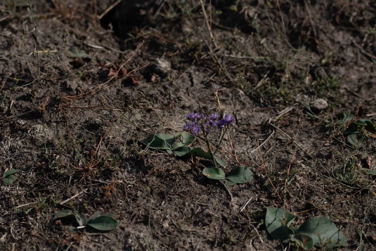 Sea Lavender (Limonium Perezii) — Tolerant of salt and drought, it's ideal for coastal landscapes; ensures a burst of color with minimal upkeep, image 113