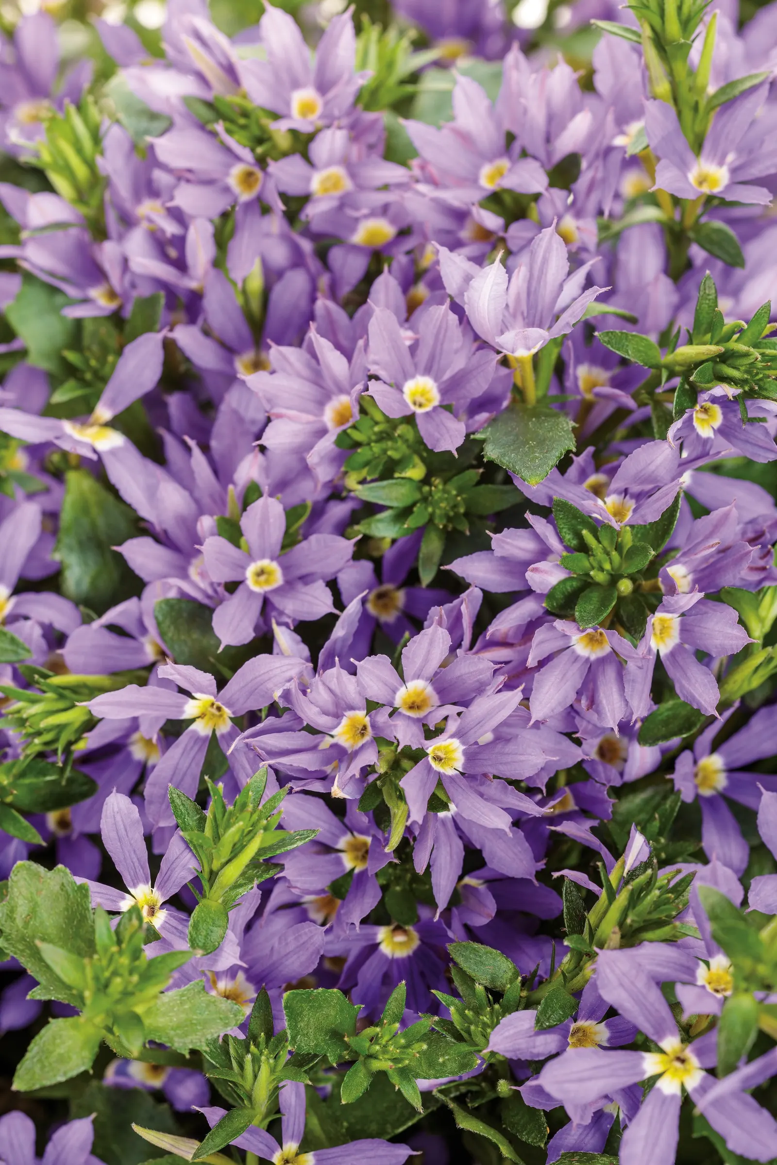Blue fan flower (Scaevola aemula) — brighter presence than traditional fan-shaped scaevola