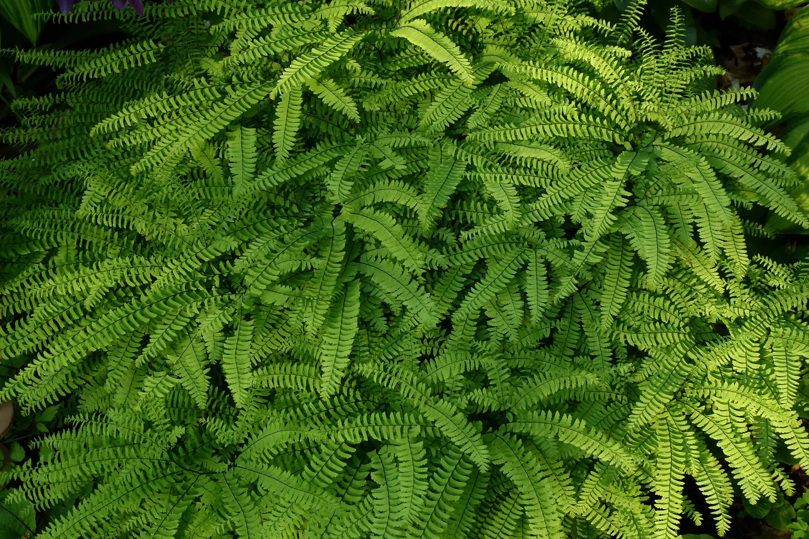 Five-Finger Fern (Adiantum Aleuticum) — is a delicate and charming addition to any shade garden or woodland setting