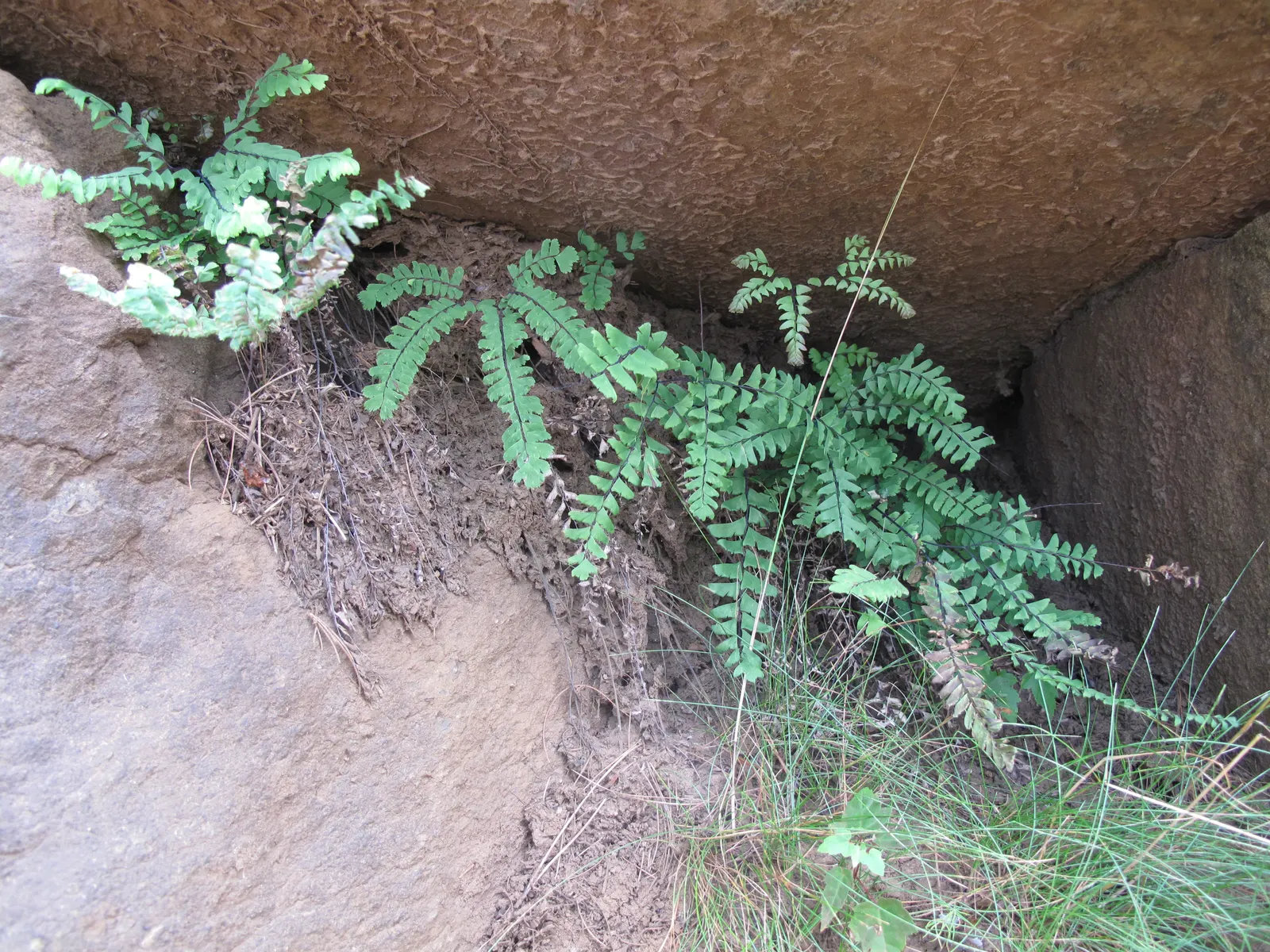 Five-Finger Fern (Adiantum Aleuticum) — Thriving in USDA zones 3-8, this fern prefers moist, well-drained soil and dappled light