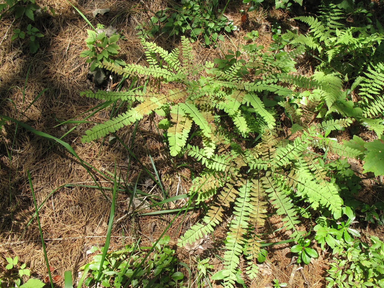 Five-Finger Fern (Adiantum Aleuticum) — Furthermore, it's a resilient choice as it is relatively resistant to pests and diseases; thriving in USDA, image 82