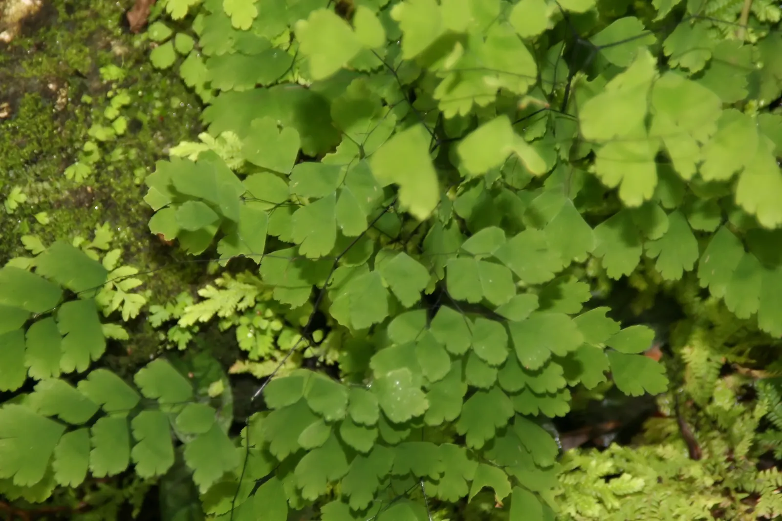 Five-Finger Fern (Adiantum Aleuticum) — It requires consistent moisture, so ensure the soil remains lightly moist but never waterlogged; thriving, image 58