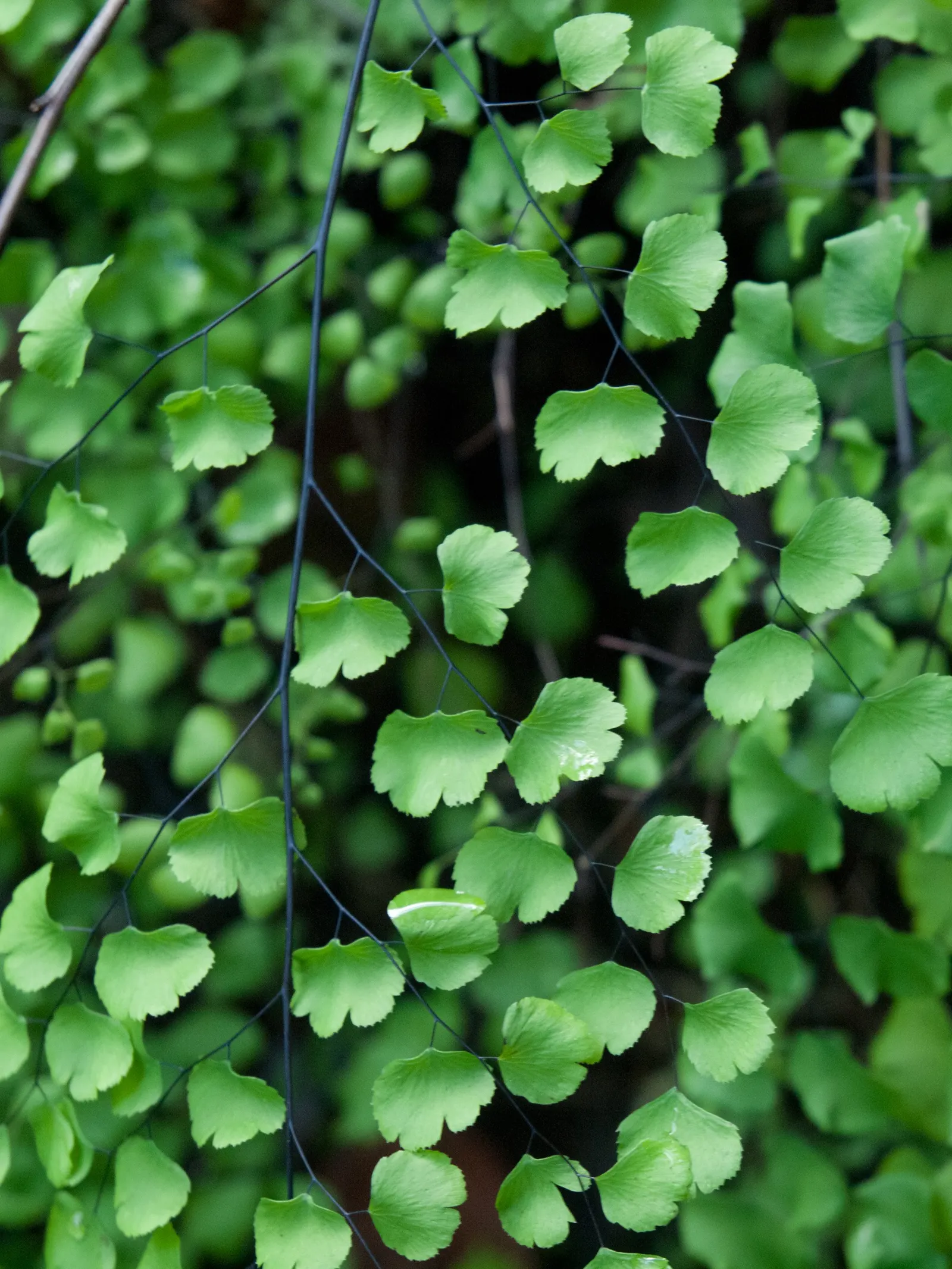 Five-Finger Fern (Adiantum Aleuticum) — It features finger-like fronds with a wiry, black stem, giving an airy, elegant appearance; being evergreen, image 45