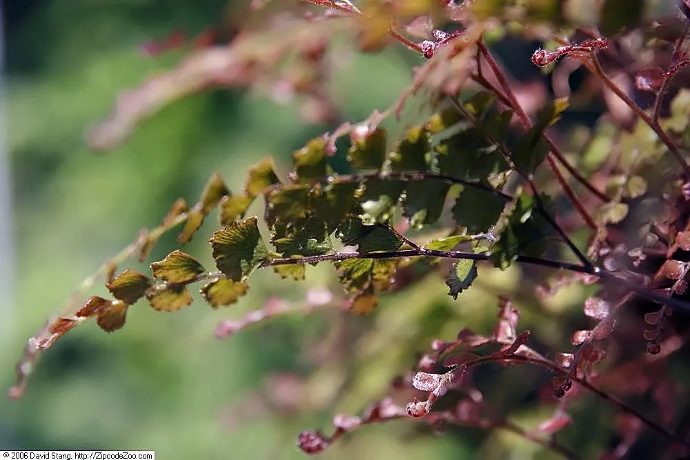 Five-Finger Fern (Adiantum Aleuticum) — scientifically known as Adiantum aleuticum