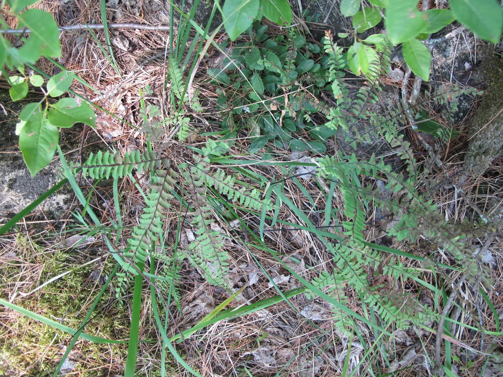 Five-Finger Fern (Adiantum Aleuticum) — scientifically known as Adiantum aleuticum; being evergreen in zones 8 and higher